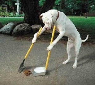 Köpeklerde Dışkı Yeme Problemi (Kaprofaji)