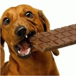 Köpeklerde Çikolata Zehirlenmesi