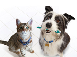 Kedide ve Köpekte Diş Dökülmesi