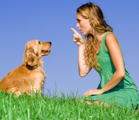 Köpeklerde Eğitim Sürecinde Kandırmanın Sakıncaları