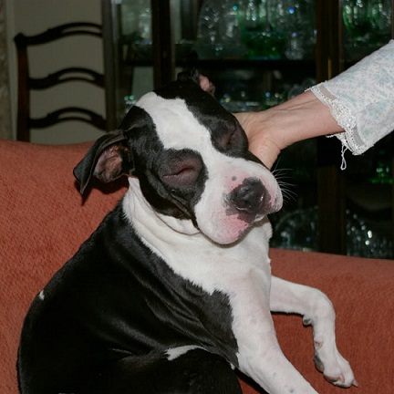 Köpeklerde Akrep Sokması