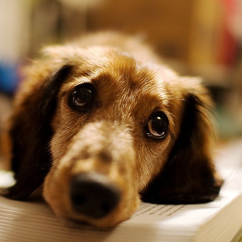 Köpeklerde Karamsarlık Sebepleri ve Yaklaşım