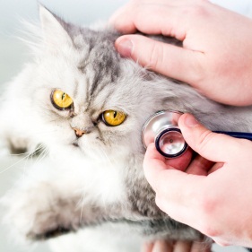 Evcil Hayvanlar Ne Sıklıkla Veterinere Götürülmeli?
