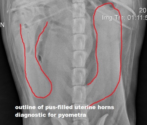 Kedide Rahim İltihabı (Pyometra)