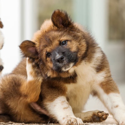 Köpeklerde Deri Hastalıkları