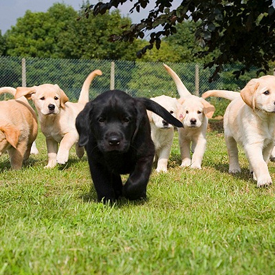 Köpeklerin Genel Yapısı