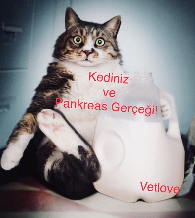 Kedilerde Pankreatit, Kronik Pankreatit.