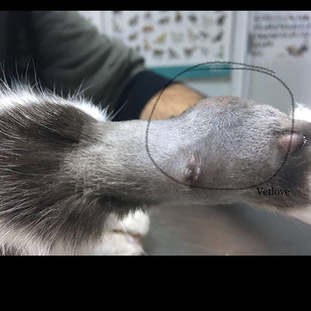 Kedide Malign Fibroz Histiositom (Eklem, Bacak Kanseri)