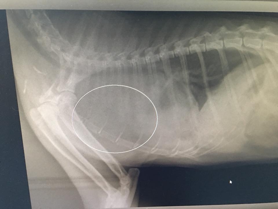 Kedi Lenfoma (Toraks Efüzyonlu Kedide Lenfoblastik Lenfoma)