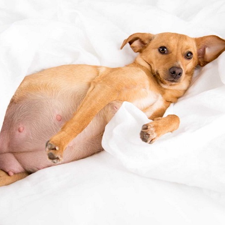 Gebeliğin ilerlemesi ile birlikte Köpeklerde oluşan fizyolojik değişiklikler