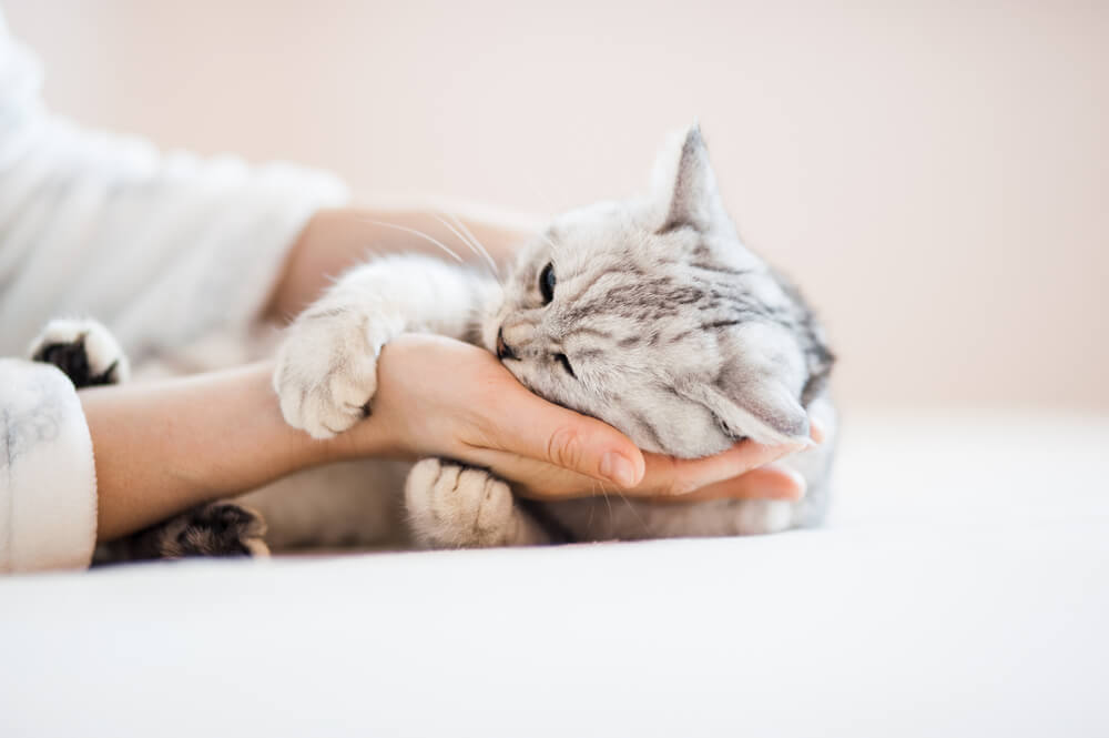 Yeni Başlayanlar İçin Kedi Bakımının 7 Adımı