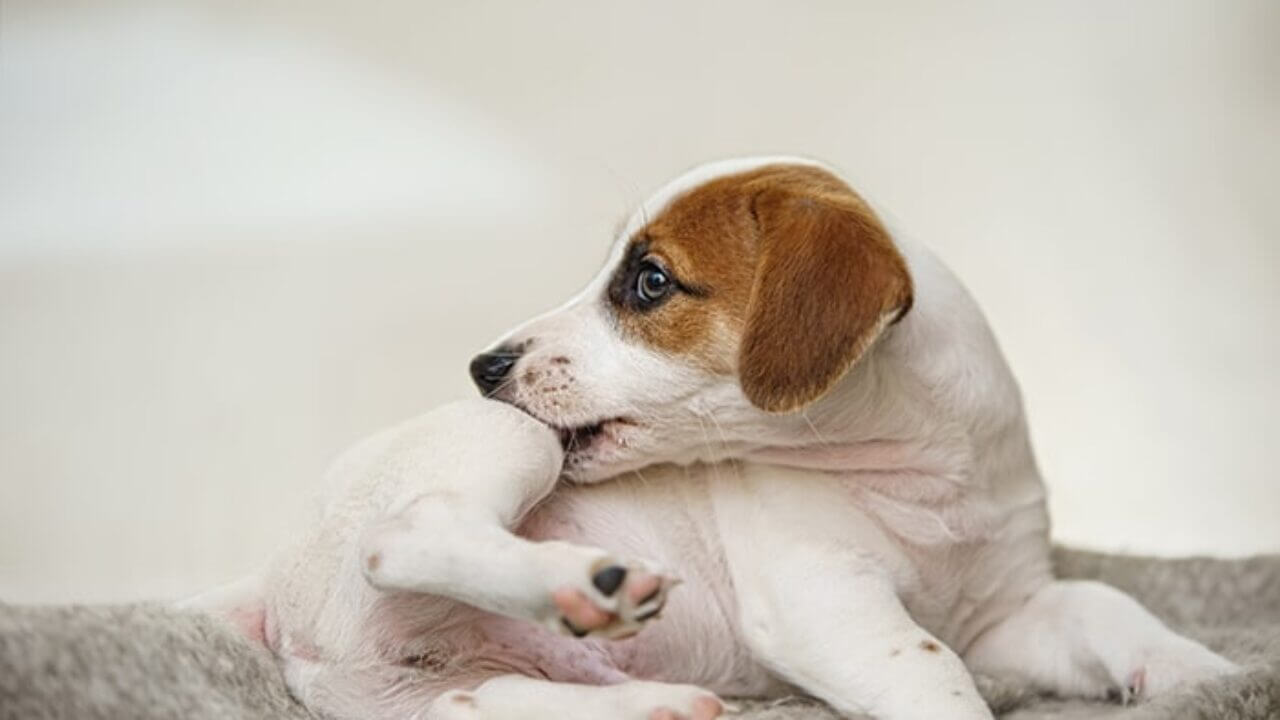 Köpekler Neden Kaşınır? Köpeğimin Kaşıntısı Nasıl Geçer?