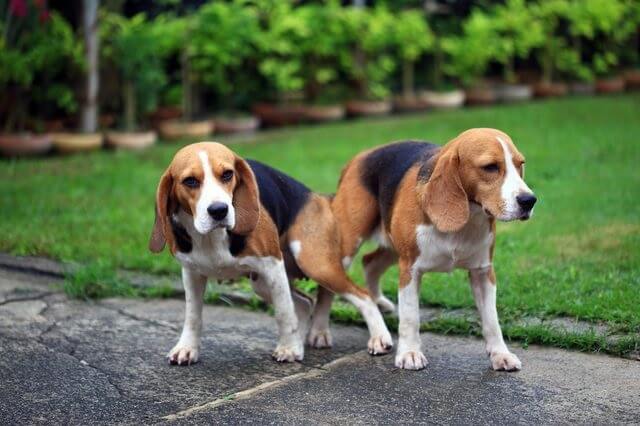 Köpeklerde Yalancı Gebelik (Hayali Hebelik)