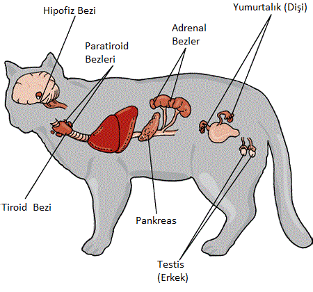 Bir kedi aynı anda 3 hormon hastalığı birden geçirebilir mi? Vaka Paylaşımları - 1 (Kedi beyninde hipofiz bezi düzgün çalışmazsa ne olur? (Parsiyel empty sella) )