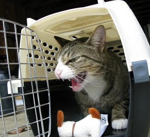 Why do Cats Hate the Vet?
