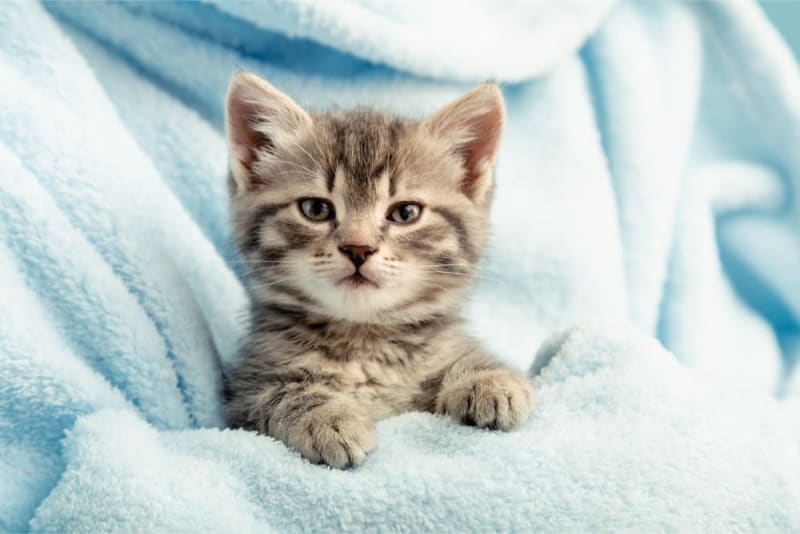 Why do kittens die suddenly? (Before weaning)