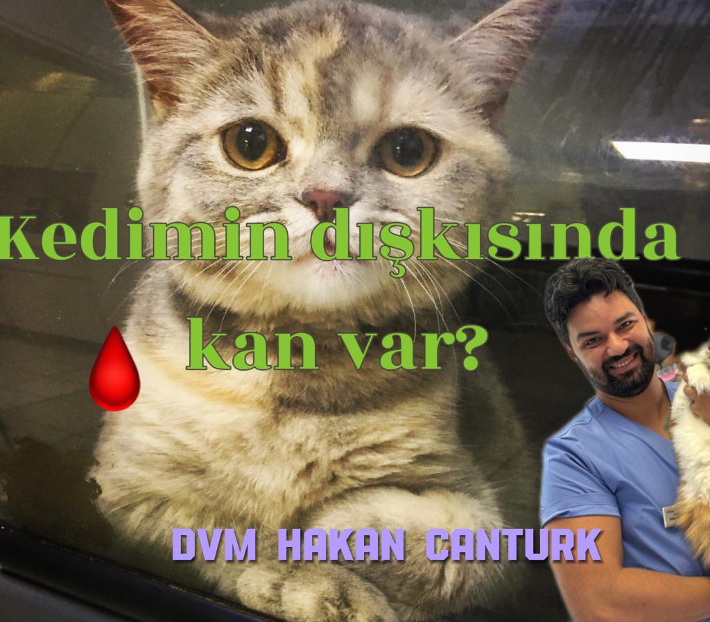 Kedimin dışkısında kan var? Kedilerde Kolit (Kalın bağırsak iltihaplanması)
