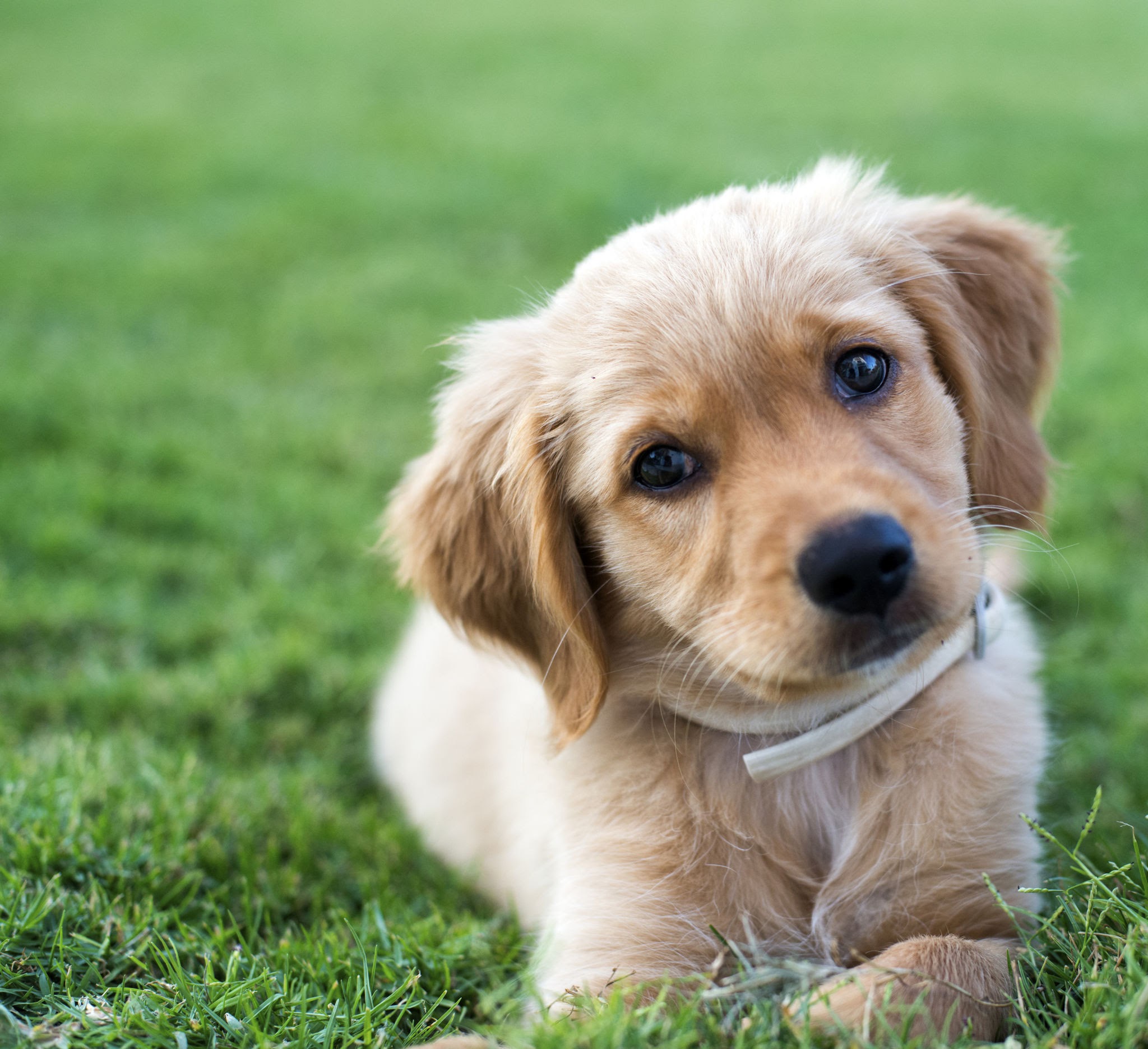 Bunları bilmeden Köpek Sahiplenme!!