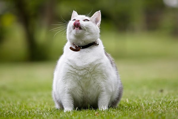 Kedilerde Obezite! ve Neden Tedavi Edilmelidir? 🐈🐾⚖️