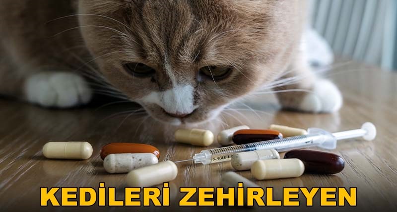 Kedileri Zehirleyen 5 insan ilacı