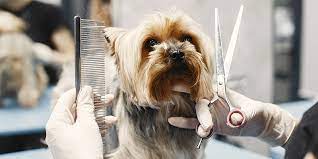 Köpeklerde Tüy Dökümünü Azaltmak için Dikkat etmeniz gerekenler