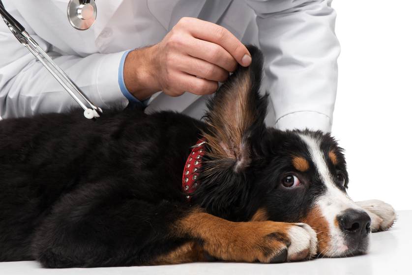 Köpeğinizde Kulak Enfeksiyonu Olmaması için 5 Madde