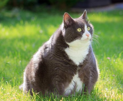 Kedilerde Obezite! ve Neden Tedavi Edilmelidir? 🐈🐾⚖️