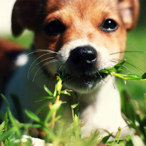 Köpeklerde Ot Yeme Alışkanlığı