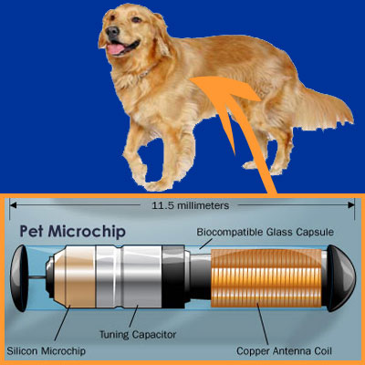 Pet Mikroçip İmplantasyonu nedir? Petime neden uygulamalıyım?