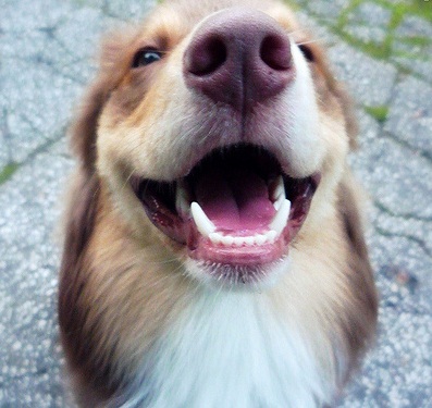 Köpeklerde Ağız Kokusu, Korunma Yöntemleri ve Tedavisi