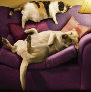Kısırlaştırma Operasyonu Kedimin - Köpeğimin Kilo Almasına Neden Olur mu?