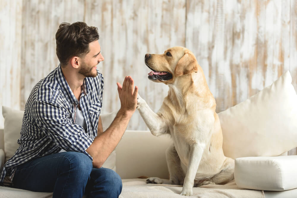 Köpeğimin Sağlıklı Olduğunu Nasıl Anlarım?