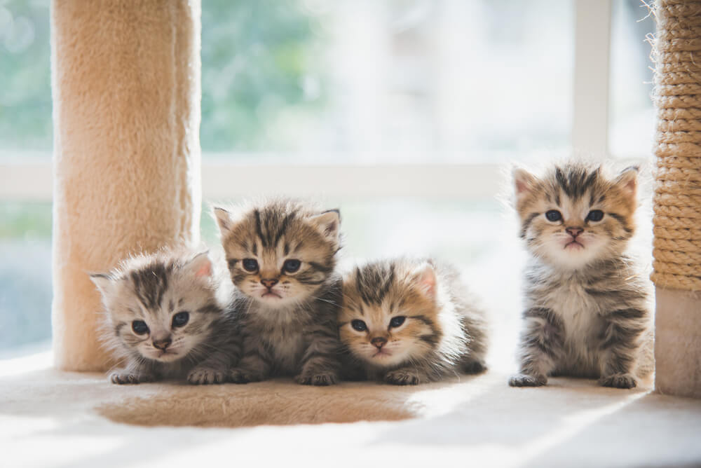 Evde Kedi Bakımı