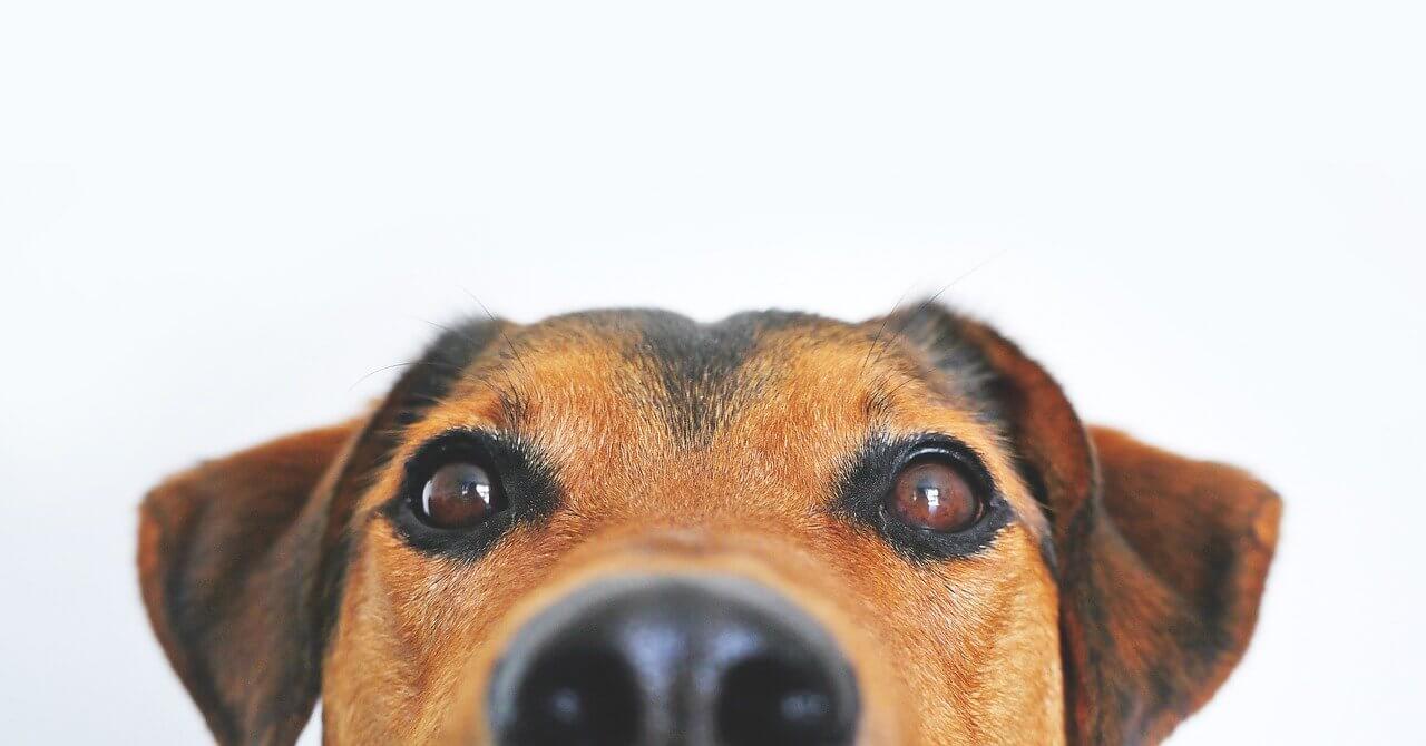 Köpekler Çiğ Tavuk Yiyebilirler mi