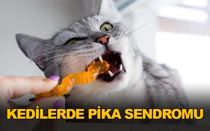 Bir kedi neden böyle bir şey yer? Yabancı cisim yutma (pika) sendromu?