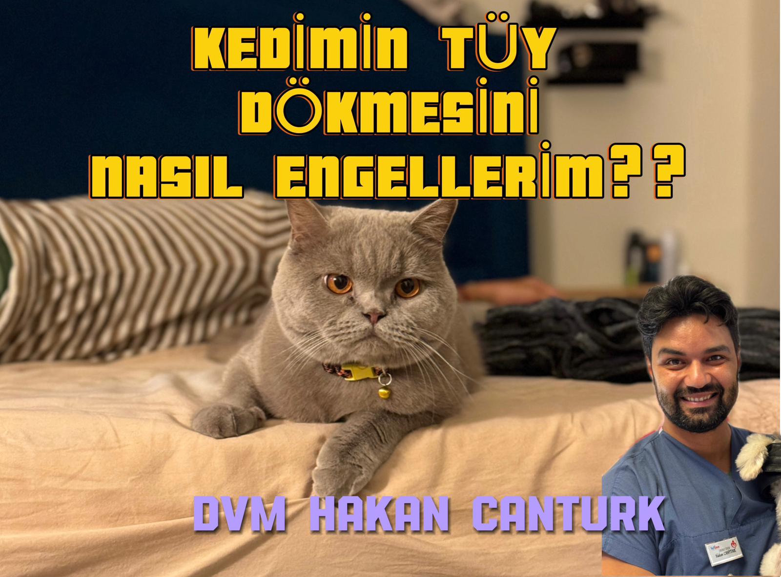 Kedim çok tüy döküyor, kedimin tüy dökmesini nasıl engellerim?