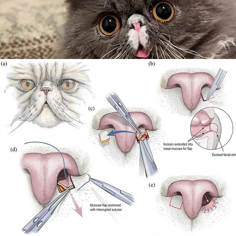 Kedilerde Burun Operasyonu (Rhinoplasty) ne zaman yapılmalıdır?