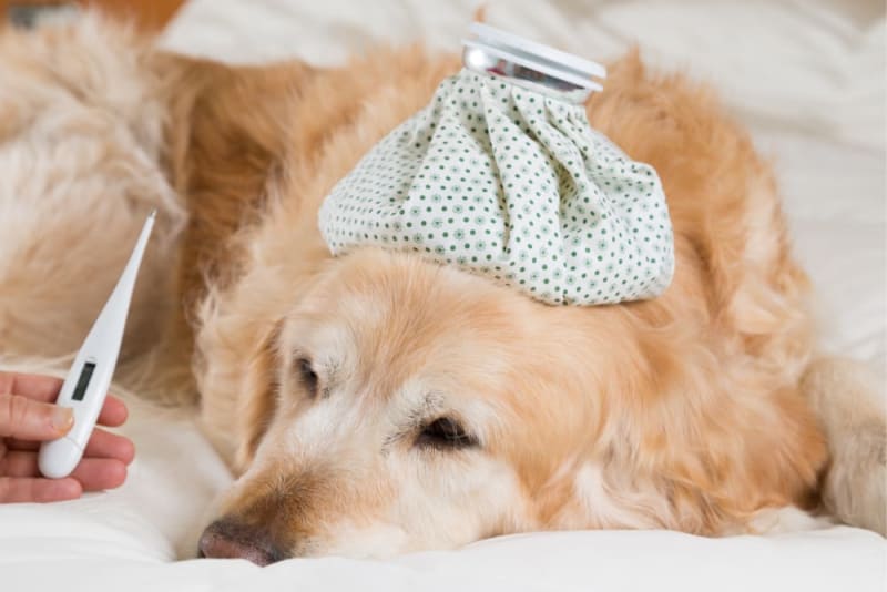 Kedi ve Köpeklerin ateşi olduğunu nasıl anlarız?