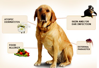 Köpeklerde Alerjinin Sebebini Nasıl Buluruz?