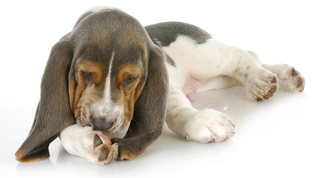 Köpeğim Patilerini çok yalıyor, Köpeğim Patilerini neden yalıyor?