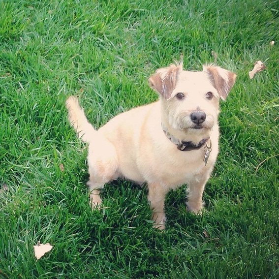 Köpeğiniz ve Pisipisi Otu Tehlikesi