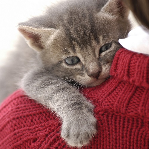 Kedi Nasıl Kucağa Alınır? Kedinin Hassas Bölgeleri Nereleridir?