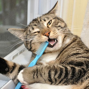 Kedi ve Köpeklerde Ağız ve Diş Sağlığı Nasıl Korunur?