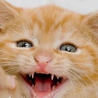 Kedi ve Diş Kaşıntısı