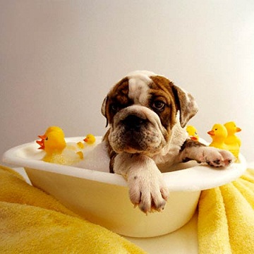 Köpeklerde Banyo ve Dikkat Edilmesi Gerekenler