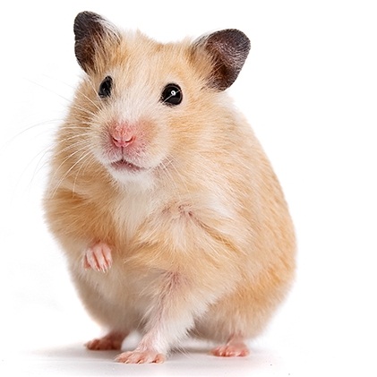 Hamsterda Akıntı (Genital, Vajinal) Var, Normal mi? Hamster Kısırlaştırılmalı mıdır?