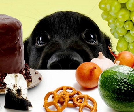 Köpeklere verilmemesi gereken yiyecekler nelerdir?