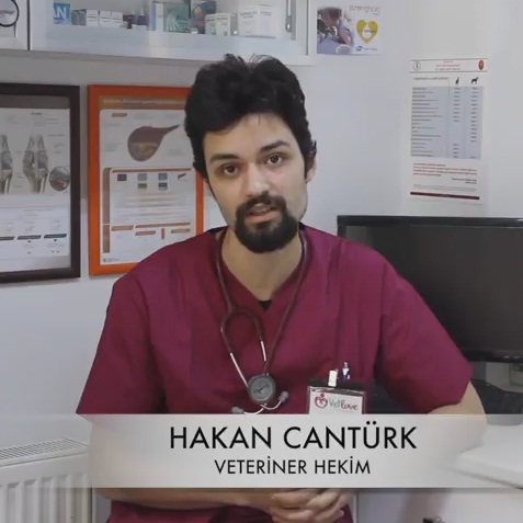 Kedilerde Gastrit Nedir? Gastrit tedavisi, belirtileri, besleme, ve korunma. (video anlatım)