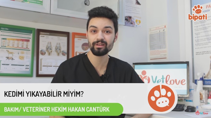 Kediler Yıkanır mı? Video anlatım