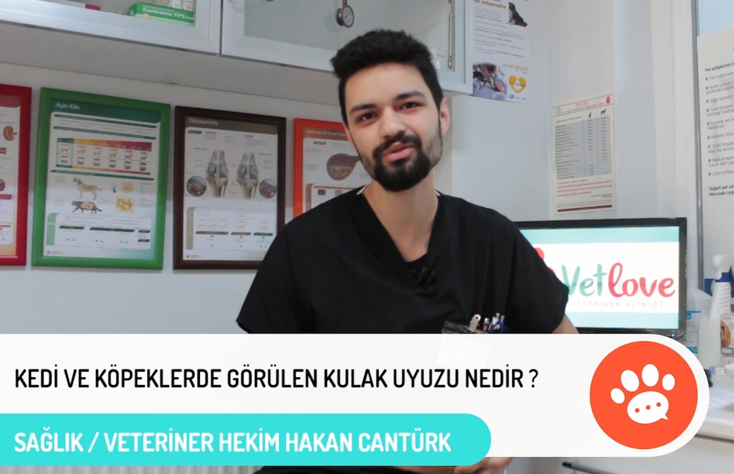 Kedi ve Köpekte Kulak Uyuzu